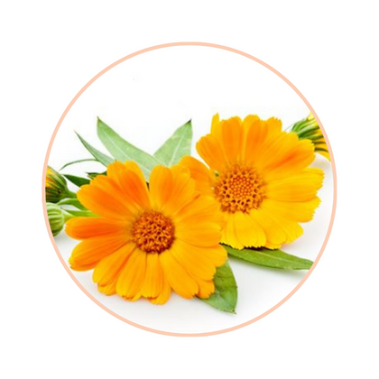 Marigold extract