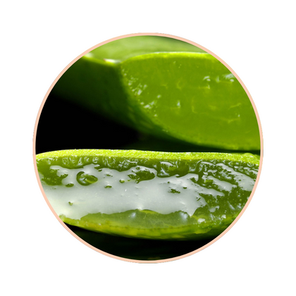 Aloe Vera Extrakt